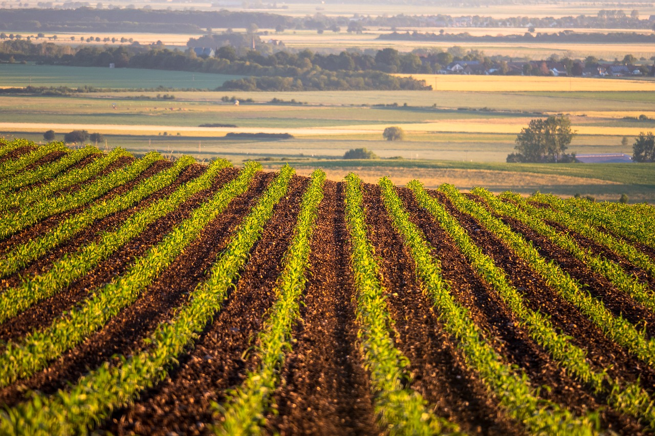 field, cornfield, fields-4280596.jpg